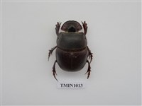 藏品(大黑糞金龜)的圖片